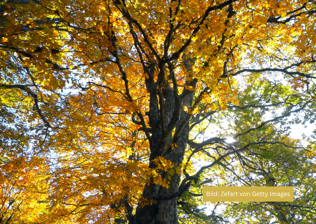 Führung ‚Naturraum Alte Gärtnerei im Herbst‘